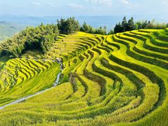 -紫鹊界梯田景区
