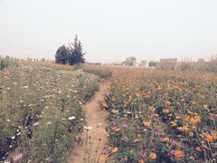 -曲江薰衣草庄园