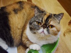 -滚猫咖啡·猫咖·猫友好撸猫(未来城店)