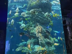 -芜湖新华联大白鲸海洋公园