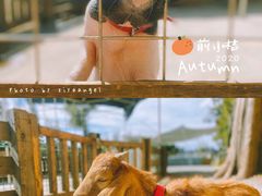 -前小桔亲子创意农场·草莓采摘·露营烧烤