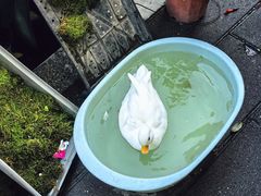 -溪岸路花鸟市场