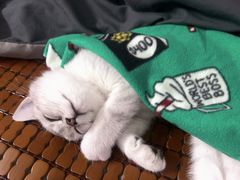 -博特宠物医院24h犬猫全科.骨科·异宠