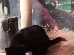 -猫咪博物馆(顶澳仔猫街店)