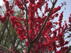 iphone_upload_pic-八大关景区