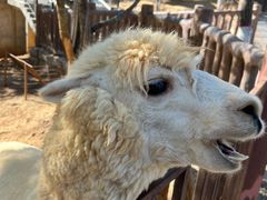 -石家庄市动物园