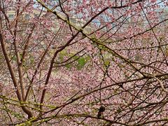 -桃花堤公园