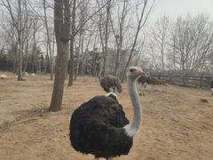 -大连森林动物园