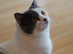 -Cappucimeow猫咪咖啡馆(韦伯时代店)