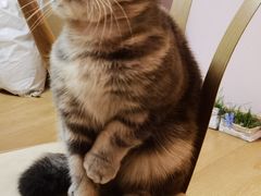 -猫咪派对(江南西店)