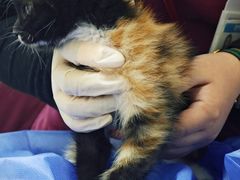 -美联众合动物医院·24h京西诊疗中心