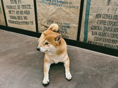 -啡语
