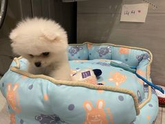-FAELING PETS美天灵宠物(富力广场店)