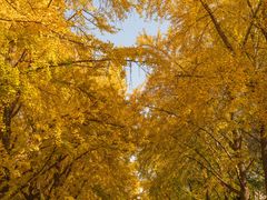 -三里屯东五街银杏大道