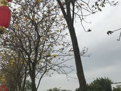 -天适樱花悠乐园
