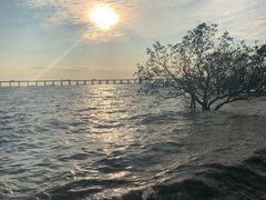 -宝安西湾红树林湿地公园