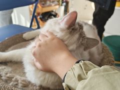 -平行世界·猫咖(首经贸店)