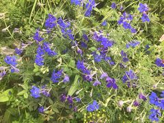 -白草畔自然风景区