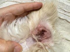 -米苏动物医院·犬猫专科·骨科外科内窥镜