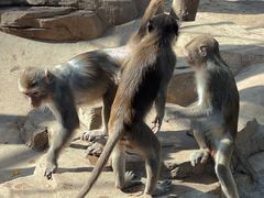 -石家庄市动物园