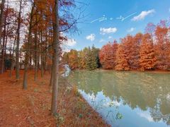 -上海海湾国家森林公园