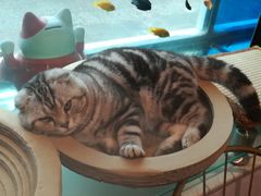 -喵屿·大理花园猫咖