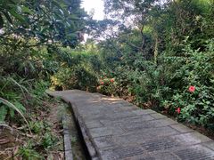 -东莞市大岭山森林公园