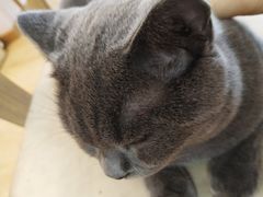 -猫咪派对(江南西店)