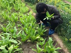 -杨柳青园艺科技博览园