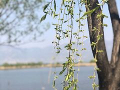 -野鸭湖国家湿地公园