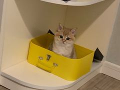 -东方名猫馆·英短金渐层布偶猫舍(环线广场1号楼店)