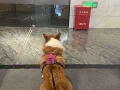 -瑞鹏宠物医院·普外科·影像科·皮肤科(城市山谷分院)