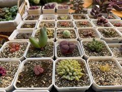 -瑞虹新天地月亮湾