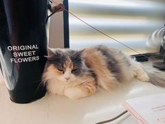 -团子家猫咪猫咖馆·柯基·柯尔鸭