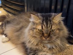 -平行世界·猫咖(首经贸店)