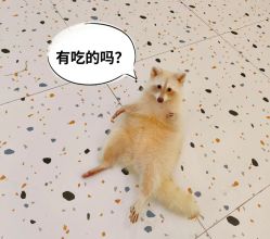 -神奇动物撸宠馆·羊驼·小浣熊·异宠(豫园店)