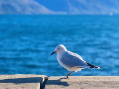 -Patagonia Chocolates(皇后镇店)