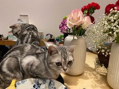 -纳吉亚猫专科动物医院·北北分院