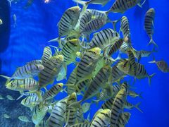 -成都浩海立方海洋公园