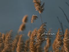 -野鸭湖国家湿地公园