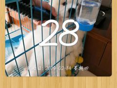 -翊宠yipet猫狗购宠庄园犬舍•猫舍