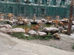 -栾川竹海野生动物园