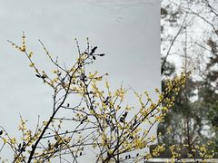 -白鹿洞书院
