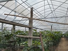 -马陆小张葡萄园农家乐