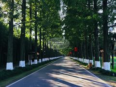 -黄海国家森林公园