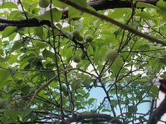 -苏宁易购(上海沪太路二店)