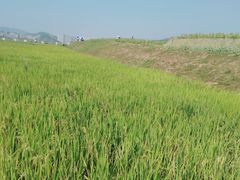 -光明小镇欢乐田园