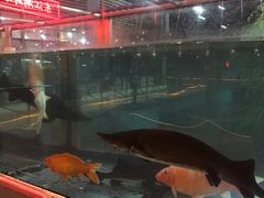 -东江湖游水三文鱼美食城