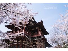 -西安青龙寺遗址景区