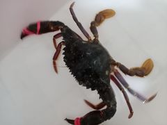 -宾朋海鲜美食特色餐厅·纯手工鲅鱼水饺(兴海路店)